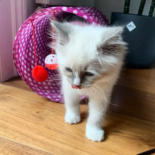 gli affettuosi gattini ragdoll hanno bisogno di una nuova casa. | Foto 0