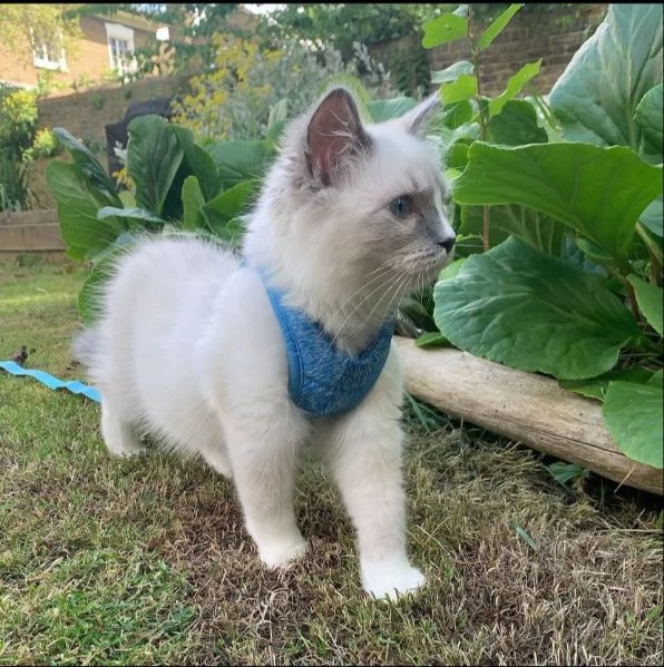 gli affettuosi gattini ragdoll hanno bisogno di una nuova casa.