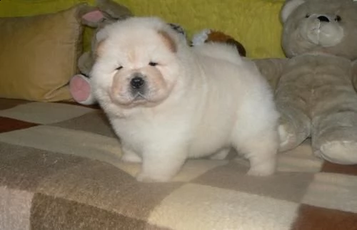 affettuosi cuccioli di chow chow per il reinserimento