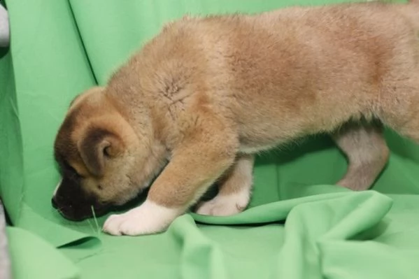 due bellissimi cuccioli di akita