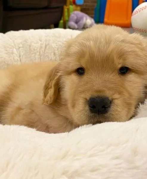 golden retriever 