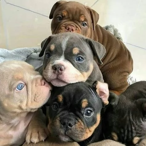 cuccioli di bullmastiff femminucce e maschietti disponibili . i cuccioli sono vaccinati sverminati c