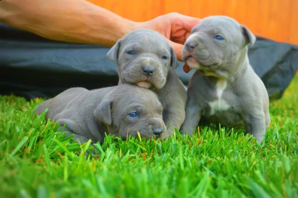 cuccioli di pitbull americani