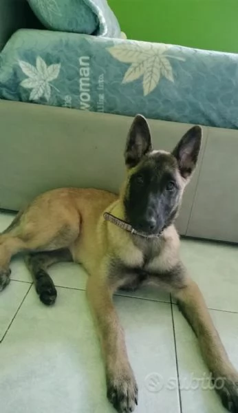 Pastore belga malinois femmina 