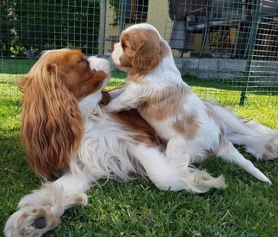 cuccioli vito 3 mesi. regalo possibilmente a famiglia che abbia spazi all aperto. | Foto 0