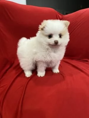 bellissimi volpino pomerania