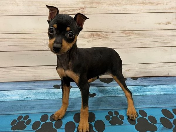 pinscher