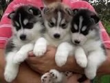 cuccioli di siberian husky pronti 2 maschi e 1 femmina