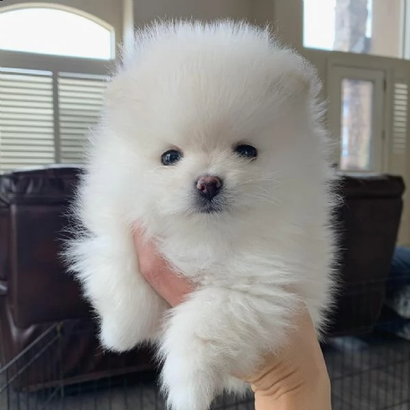 adora.bili eccezionali cuccioli di pomerania