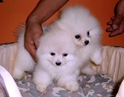 adora.bili eccezionali cuccioli di pomerania | Foto 0