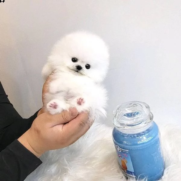 bellissimi e adorabili cuccioli di pomerania | Foto 2