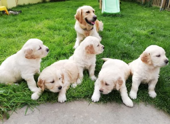 bellissimi cuccioli kc golden retriever