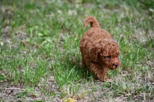 disponibili adorabili cuccioli di barboncino toy | Foto 2