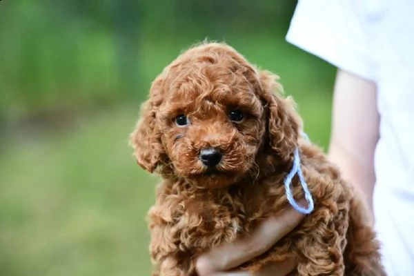 disponibili adorabili cuccioli di barboncino toy | Foto 1