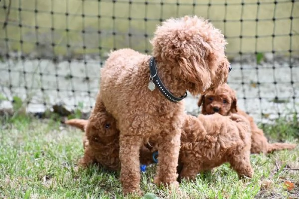 disponibili adorabili cuccioli di barboncino toy | Foto 0