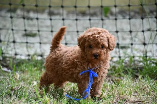 disponibili adorabili cuccioli di barboncino toy