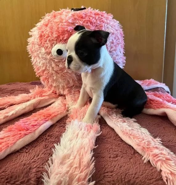 meravigliosa cucciolata di boston terrier | Foto 0