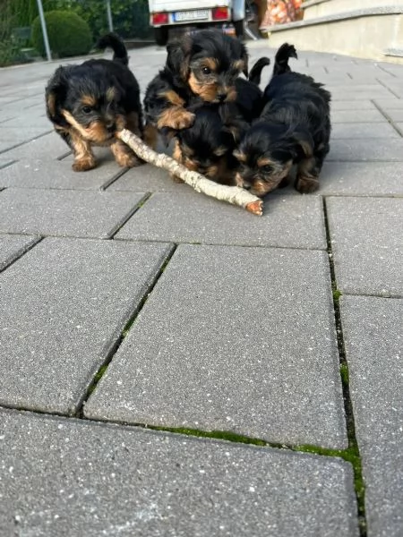 Belllissimi cuccioli di Yorkshire Terrier