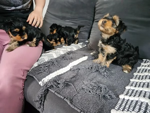 Belllissimi cuccioli di Yorkshire Terrier | Foto 2