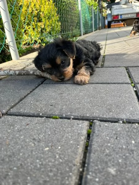 Belllissimi cuccioli di Yorkshire Terrier | Foto 0