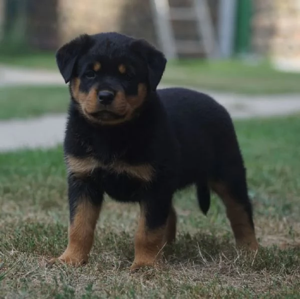 Cuccioli di razza Rottweiler nati in casa