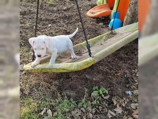 Disponibili Cuccioli di dogo Argentino