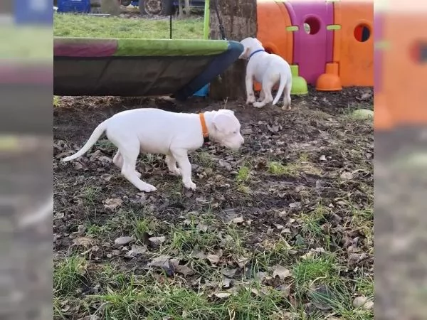 Disponibili Cuccioli di dogo Argentino | Foto 2