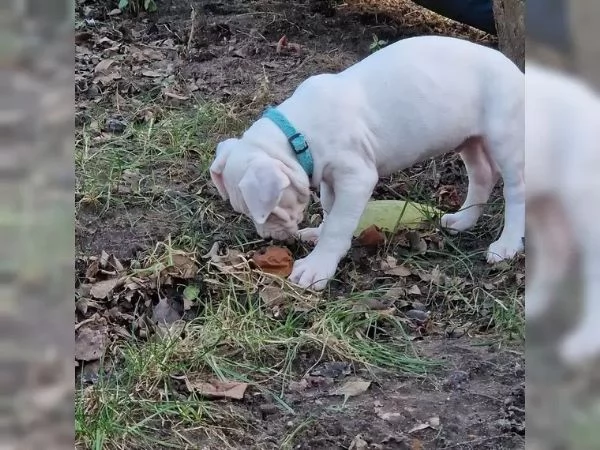 Disponibili Cuccioli di dogo Argentino | Foto 1