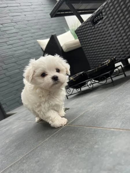 Bellissimi cuccioli di maltese Teacup