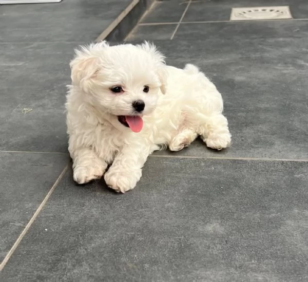 Bellissimi cuccioli di maltese Teacup | Foto 1