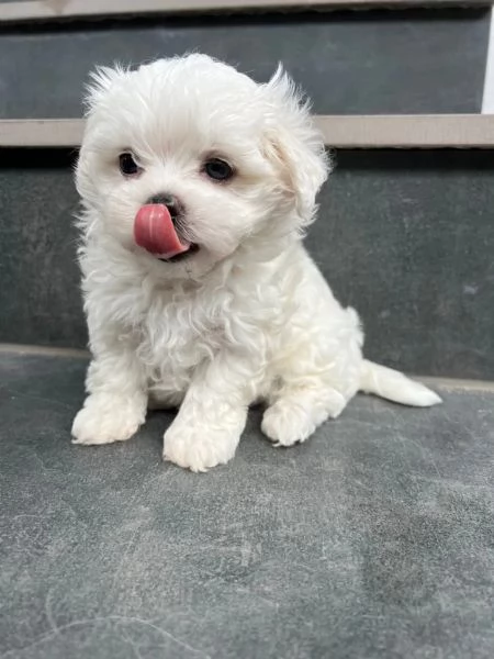 Bellissimi cuccioli di maltese Teacup | Foto 0