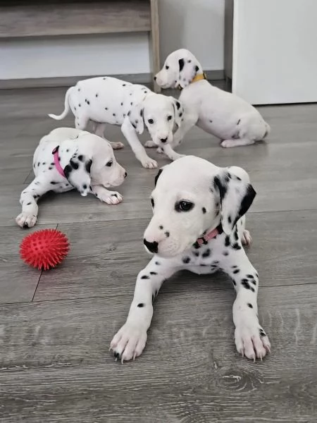 Meravigliosa Cucciolata di Dalmata