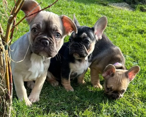 5 cuccioli di Bulldog francese in vernice speciale