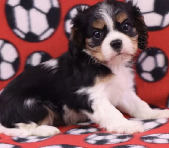 regalo cavalier king cuccioli meravigliosi ! 