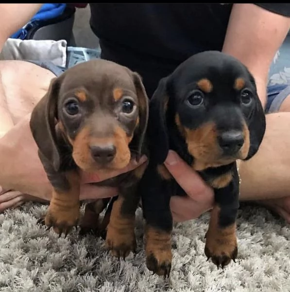 regalo adorabili cuccioli  bassotto femminucce e maschietti