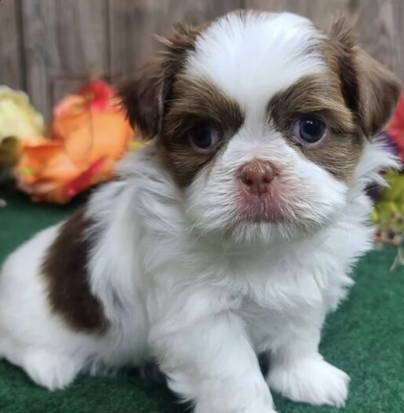 regalo cuccioli shih tzu