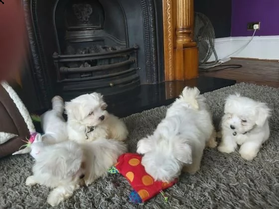 cucciolo maltese mini toy