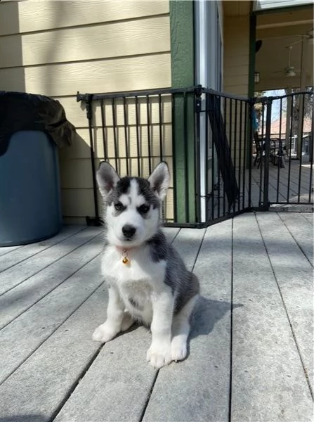 regalo siberian husky con pedigree 