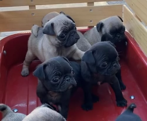 i cuccioli di kc reg pug sono pronti ora