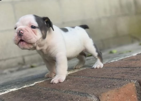 cuccioli di bulldog francese per l'adozione