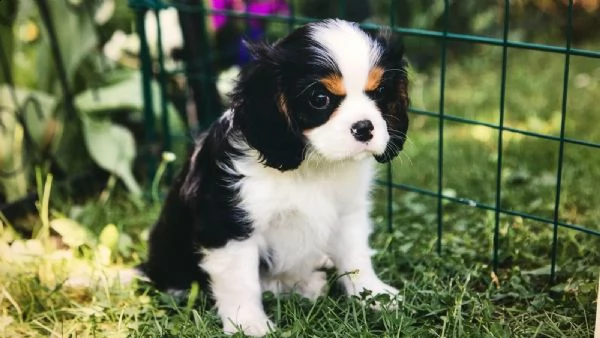 cavalier king charles spaniel | Foto 5