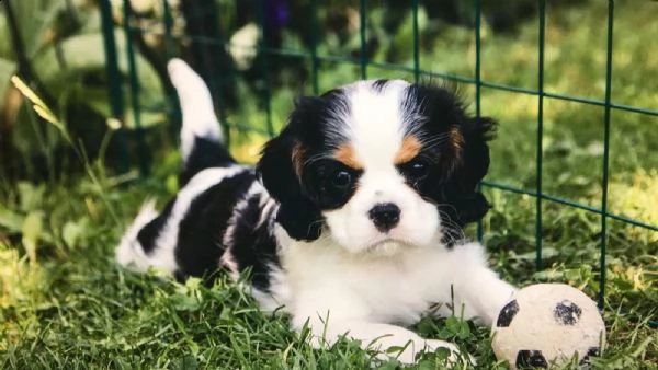 cavalier king charles spaniel | Foto 4