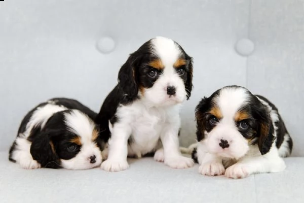 cavalier king charles spaniel | Foto 2