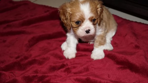 cavalier king charles spaniel | Foto 1