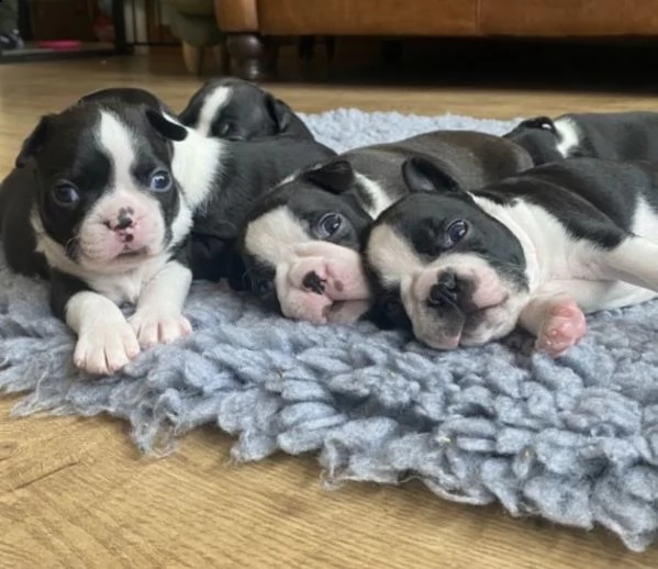 cuccioli di  boston terrier   per adozione