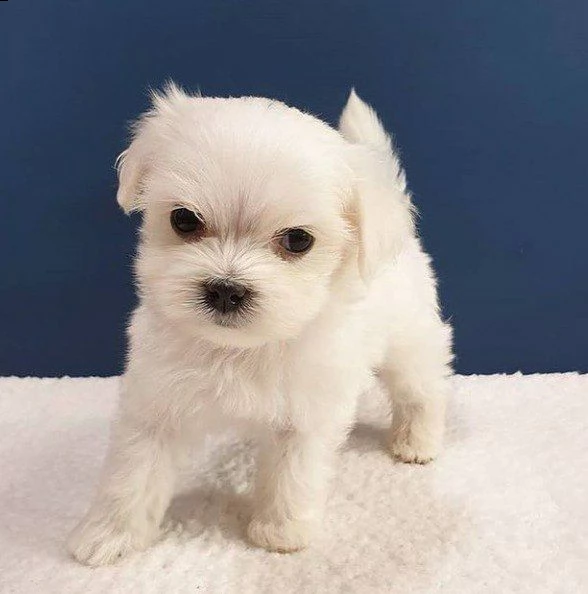 adorabili cuccioli  maltese bianco  femminucce e maschietti disponibili