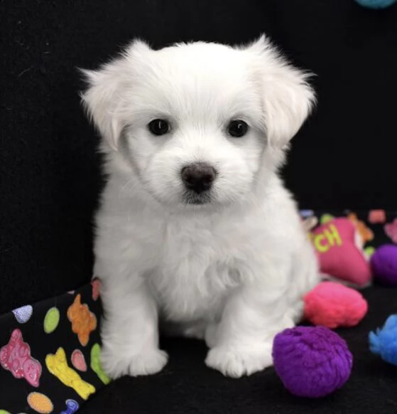 adorabili cuccioli  maltese bianco  femminucce e maschietti disponibili