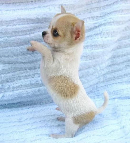 regalo adorabili cuccioli chihuahua femminucce e maschietti