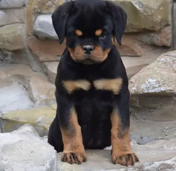 regalo cuccioli rottweiler 