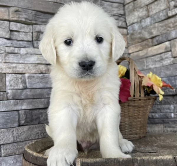 cuccioli golden retriever disponibili per adozione